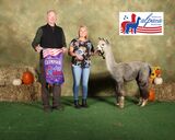 2023 American Alpaca Showcase Color Champion