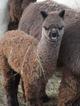 Male Cria with Zoo