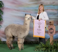 Photo of Irish Meadows Peruvian Shades of Silver