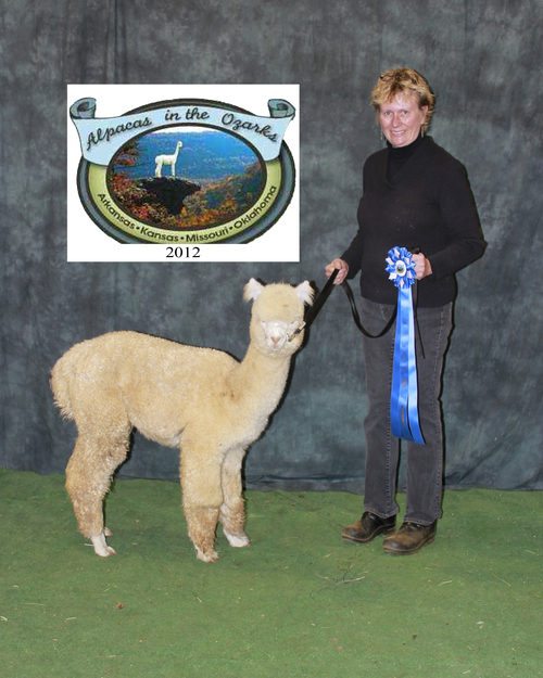 Phoenix at His 1st Show and 1st Place Halter