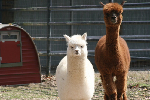 Every Color Produced Her Cria Scout