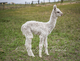Her incredible 2018 cria, Bebop. Lock, luster, conformation, size... This girl is the whole package. She's 4 weeks old here!