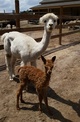 2014 cria approx 2 hours old