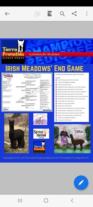Photo of Irish Meadows' Endgame