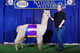 2013 - National Western Stock Show - MFI Master At Arms