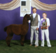 Sire | Snowmass Reserved - 2009 Futurity Brown Male Champion