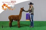 2021 Fall Fest - Brown Female Champion!!