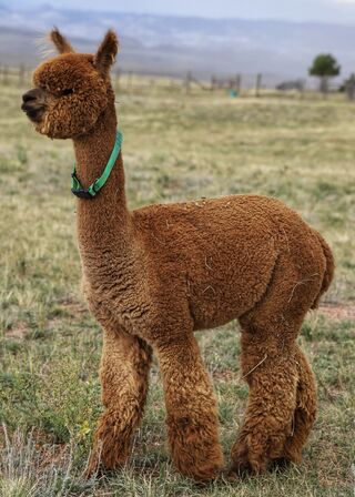 Photo of Snowmass Crimson Spartan
