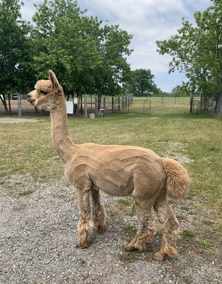 Photo of AVEREGAN'S STRIKER