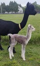 2021 cria out of Blue Laser