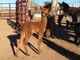 3rd cria- Amber Spice at one week old