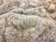 Lovely cria fleece! 2016 shear
