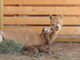 2nd cria- Hello little one! Welcome!