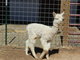 2013 cria- only 2 months old