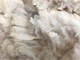 2019 Fleece (5th shearing)