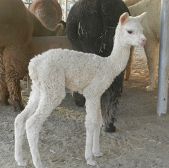 Shianna at only one day old