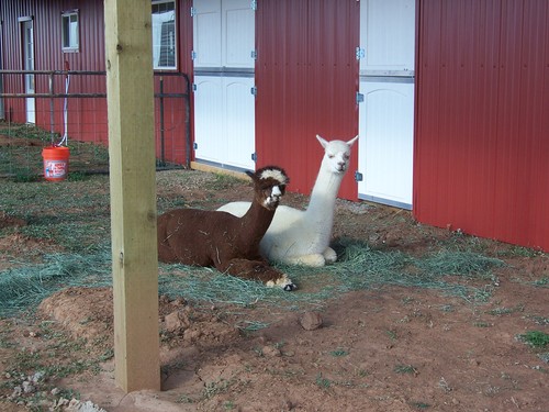 Cimarron and Frisco at the new barn