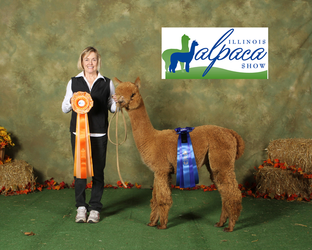 IL Alpaca Show Reserve Champion Walking Fleece