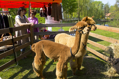 Photo of Two Great Alpacas