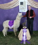 1st Son - 6X Champion Hobby Horse of a Different Color