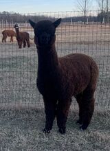 2021 cria, Outstanding Dreams Party Animal