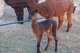 Autumn's 2nd female cria sired by Baron