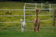 Yoshi's first cria ,Oh So Late