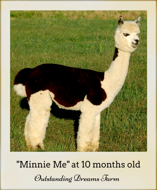 Consider adding Minnie Me to your herd! At 10 months old she has a lovely temperament and is a real 