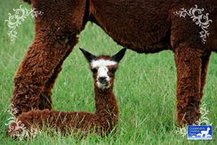 New baby alpaca 