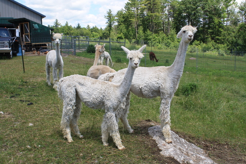 Sisters, Sarabande and Chambala