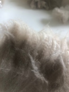 Section of Raw Fleece Section of Raw Fleece