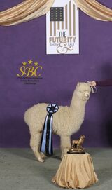 Service Sire at Futurity