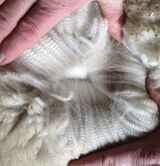 Fleece!