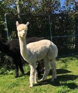 In pasture last week
