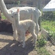 Subtly Noted, Sabrina's Second Cria