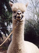 Tsunami, Service Sire