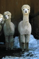 I am the one on the left!
