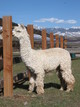 Sire:  Accoyo Gold Rush
