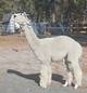 HHF AD Peruvian Dually Honored