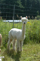 Miss Accoyo Alessandra, Zenyatta's Dam
