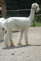 Kay, Right Side