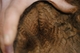 Fleece, Never Shorn