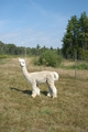 Atreyu, her Sire
