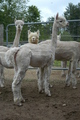 Jour de Fete, aka Cannoli, her dam