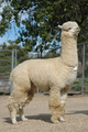 Accoyo America Typhoon, her sire