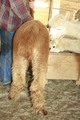 Rear legs