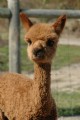 Oh what a cute cria she was!