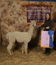 Full Sister, Brillanta