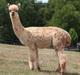 Service Sire:  Glenstone's Calder