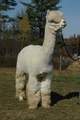 Caspia's Sire, Caligula's Casanova